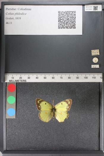 Media type: image;   Entomology 119207